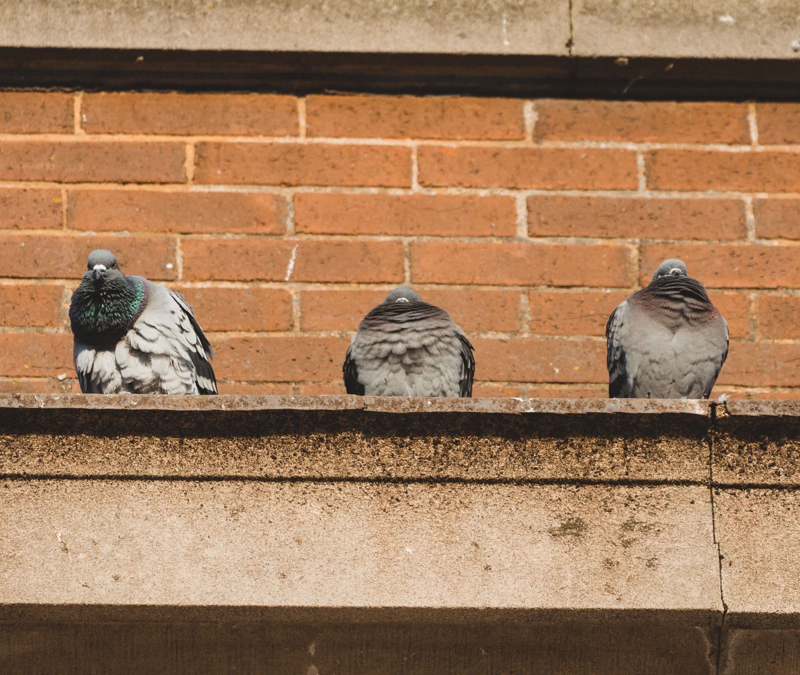 Décontamination de fientes de pigeons sur un local